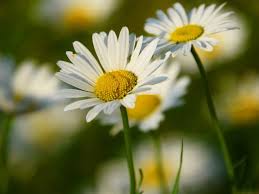 Image result for foto Kopretina