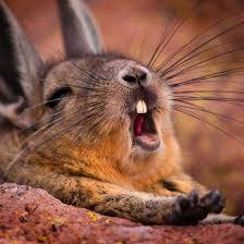 Yawn By Bob Wickham Funny Animal Photos Animals Funny Animals