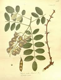 Check spelling or type a new query. Epingle Sur Plantes