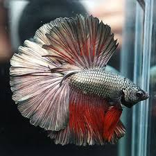 Vivid Green Copper Red Rosetail Halfmoon Hm Betta Gcr Betta Fish Betta Siamese Fighting Fish