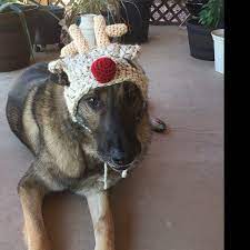 Pin On Puppers