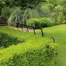 Plant in early spring and your new hedge is on the brink of the growing season. Box Hedge Plants Buxus Sempervirens Best4hedging