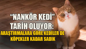 Nankor Kedi Tarih Oluyor Haber Kibris
