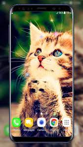 Kittens Live Wallpaper Kittens Cute Wallpaper Live Wallpapers Android Theme Kittens Cutest