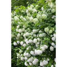 Die ballhortensien treiben nach dem schneiden besonders kräftig aus und bilden große blütenstände. Viburnum Opulus Pflanzen Fur Dich De 5 95
