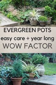 There are various compact trees that can be grown in large containers, from miniature fruit trees to elegant japanese maples. 10 Easy Care Evergreen Pots For Year Round Impact The Middle Sized Garden Gardening Blog