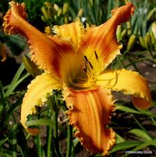 Tiger lilies, an 1867 novel written by sidney lanier; Saber Tooth Tiger Daylily Phlox Eu