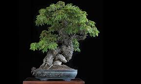 Now it is in the perfect condition for it's first styling. The Bonsai Blog Bonsai Empire