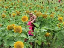 Bunga celosia tidak hanya ditanam di taman bunga ini, tetapi ada juga berbagai jenis bunga lain seperti bunga matahari, bunga kertas, marigold dan banyak lagi. Taman Kebun Bunga Medan Info Lif Co Id