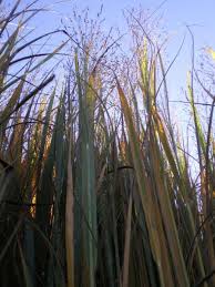 Maybe you would like to learn more about one of these? Grasses Provender Nurseries Wholesale Nursery In Swanley Kent
