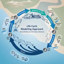 Échange de bons procédés translated between french and english including synonyms, definitions, and related words. Climate Change Threatens Chinook Salmon Throughout Their Life Cycle Communications Biology