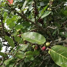 Image result for Ficus ingens