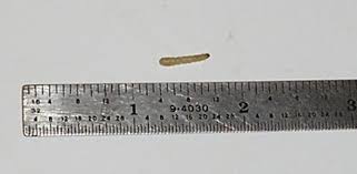 How To Get Rid Of Pantry Moths And Larvae In Your Kitchen Today S Homeowner