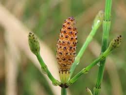 Image result for Equisetum ramosissimum