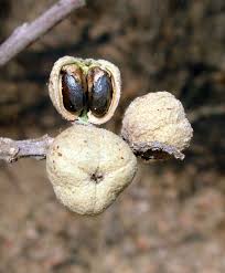 Image result for Croton macrostachyus