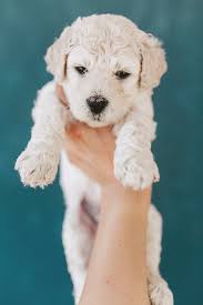 We breed standard and miniature first generation goldendoodles and bernedoodles in several different colors. Cox Family Doodles