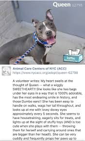 We are here for emergency and urgent care needs when your vet near me rochester veterinary specialists and. 5 28 19 Queen Is At The Dreaded Nyc Acc Urgent Help Needed Ij2 Erste Hilfe Kerle