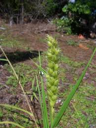 Image result for Cenchrus incertus