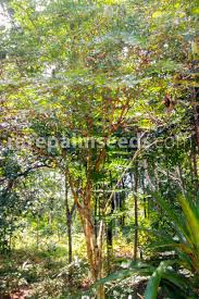 Image result for Caesalpinia sappan