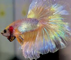 Betta aquarium betta fish tank beta fish fish tanks baby betta fish koi betta pretty fish beautiful fish animals beautiful. A Beautiful Rosetail Cellophane Betta Fish Koi Betta Betta Fish Bowl Betta Fish