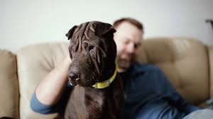 We want to place the proper peopl. Home Pet Haven Of Minnesota