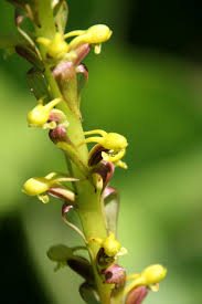 Image result for Satyrium schimperi