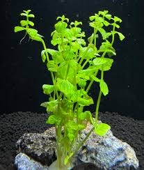 Image result for Lindernia