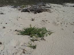 Image result for Caroxylon littoralis