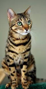 Please visit our website for more details about us. Exotic Cats