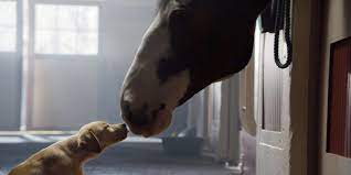 No Super Bowl Budweiser Clydesdales Lamb Streaker Others Remain Favorites