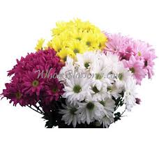 The genus name commemorates the eighteenth century mexican politician and amateur botanist, luis montana. Pom Pom Chrysanthemum Pom Pom Flowers Flowers Near Me Bulk Flowers