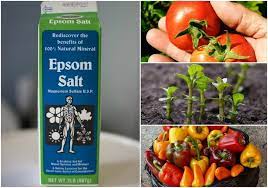 This is where epsom salts can be of huge benefit. 10 Incredible Epsom Salt Uses For Your Plants Garden