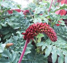 Image result for Melianthus major