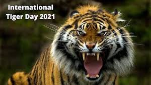 International tiger day 2021 theme. 6vqear Znz3esm