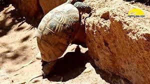 Turtle moaning sound