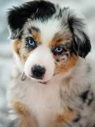 But how do you avoid the potential health problems that come with the merle some aussies, including blue merle australian shepherd puppies, are born with bobbed tails. Blue Merle Toy Aussie Novocom Top