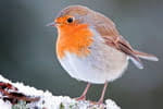 Découvrez les oiseaux les plus familiers qui chantent la nuit et où vous pouvez entendre leurs chants et leurs appels inhabituels après la tombée de la nuit. Les Oiseaux Qui Chantent La Nuit