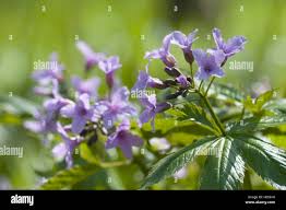 Image result for Maesobotrya floribunda
