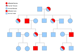 Human pedigrees answer key interpreting a human pedigree answer key. Pedigree Definition Function And Examples Biology Dictionary