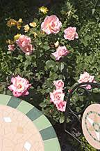 Burpee seeds and plants home. Aurora Il Garden Center Serving The Chicago Area Naperville Oswego Yorkville Schaefer Greenhouses Montgomery Illinois