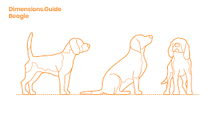 Maybe you would like to learn more about one of these? Beagle Dimensions Drawings Dimensions Com