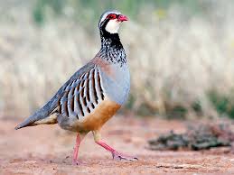 Image result for Alectra dunensis