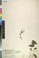 Image result for Embelia ruminata