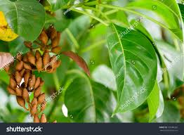 Image result for Hymenodictyon parvifolium