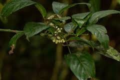 Image result for Cola pierlotii