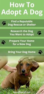How To Adopt A Rescue Dog Your Step By Step Guide Dog Adoption Rescue Dogs Puppy Adoption
