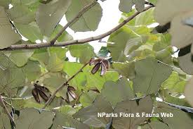 Image result for Pterospermum acerifolium
