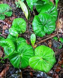 Image result for Nervilia crociformis