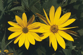 Explore holland bulb farms® variety of fall perennials shop & save today! 14 Best Fall Blooming Flowers For Your Perennial Garden