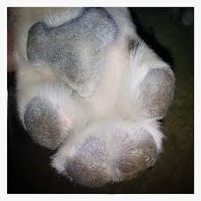 If your dog's skin is darker, the wart could mimic their natural skin tone. Pawdicures Caring For Your Dog S Paws And Pads Live Pant Play